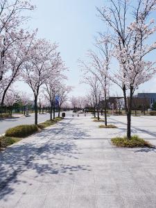 2018년 4월 벚꽃 이미지