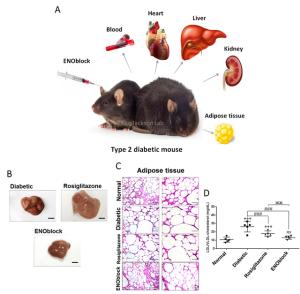 Professor Darren Williams's research team develops a treatment to alleviate symptoms of diabetes 이미지