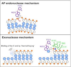 Mechanistic decoupling of exonuclease III multifunctionality into AP endonuclease and exonuclease activities at the single-residue level
